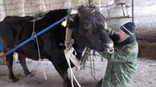 Наш папа и бычара! Запрягает быка. Наш папа и бычара! Запрягает быка.