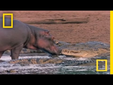 Baby Hippos Chew On Crocodile Spines For Fun