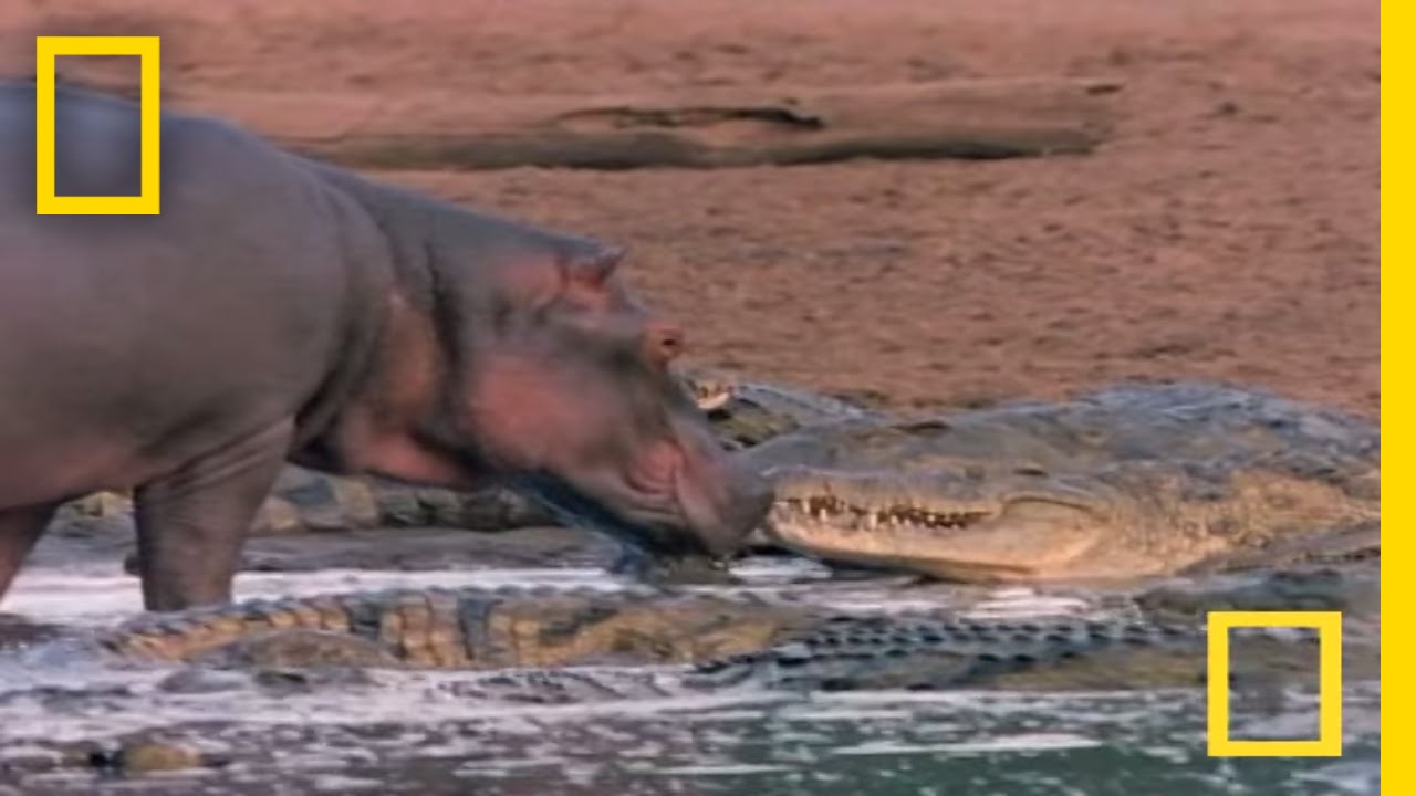 Load of Croc: 'Bird' Teeth May Actually Be from Teenage Crocodilians