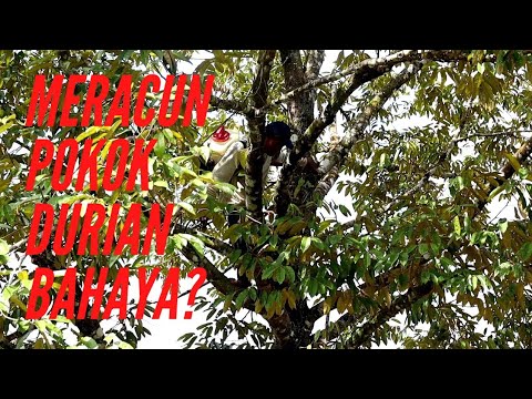 Video: Adakah kerja memanjat pokok berbahaya?