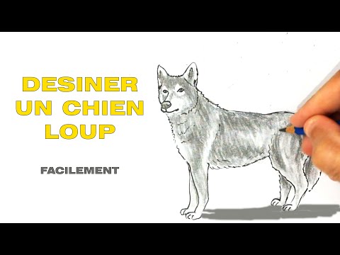comment dessiner un chien loup facilement