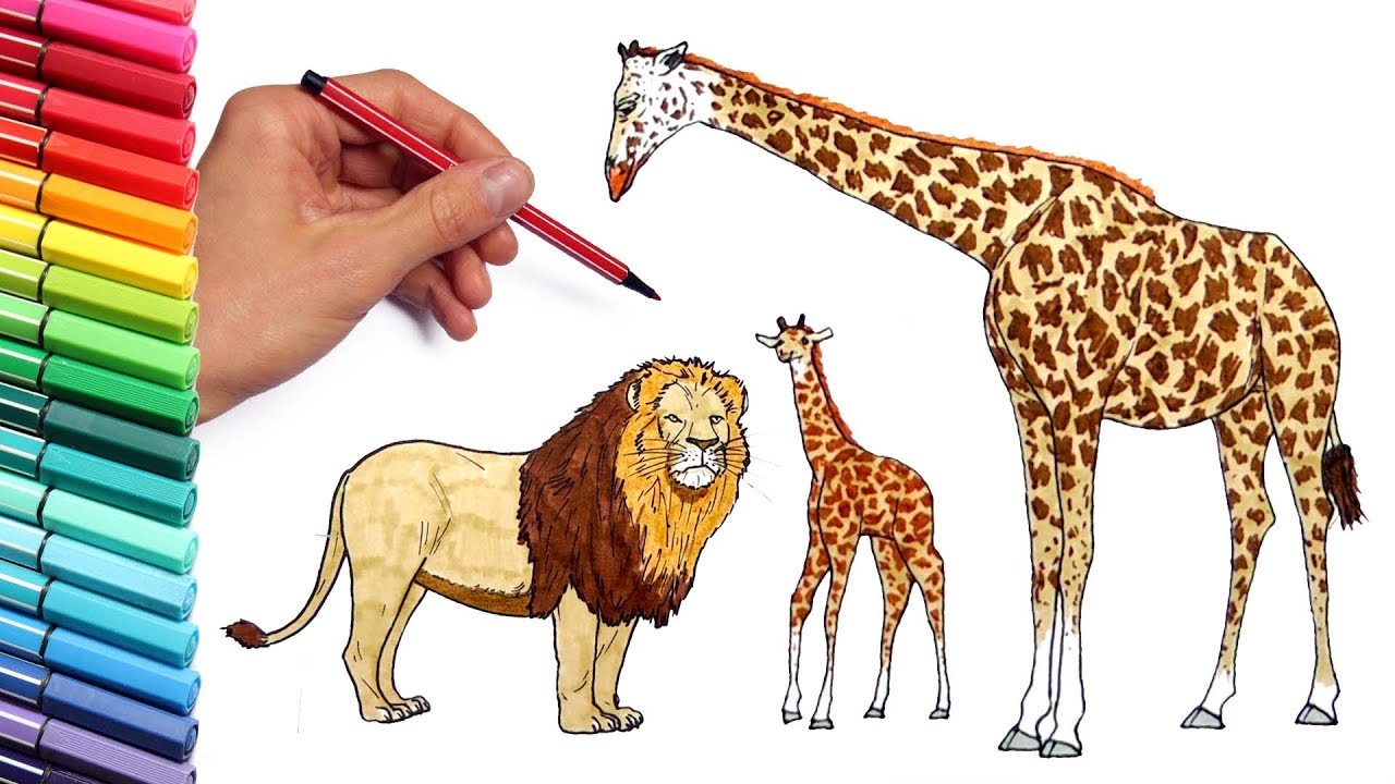 Featured image of post Giraffe Colour Drawing Drawing giraffe coloring pages for children and adults