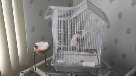 A zebra finch lays claim to a new 2nd cage!