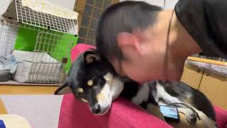 こんなスキンシップもあり！...かなぁ？？#柴犬#shibainu by 黒柴 こしあんチャンネル shiba Koshian 922 views 2 years ago 1 minute, 3 seconds