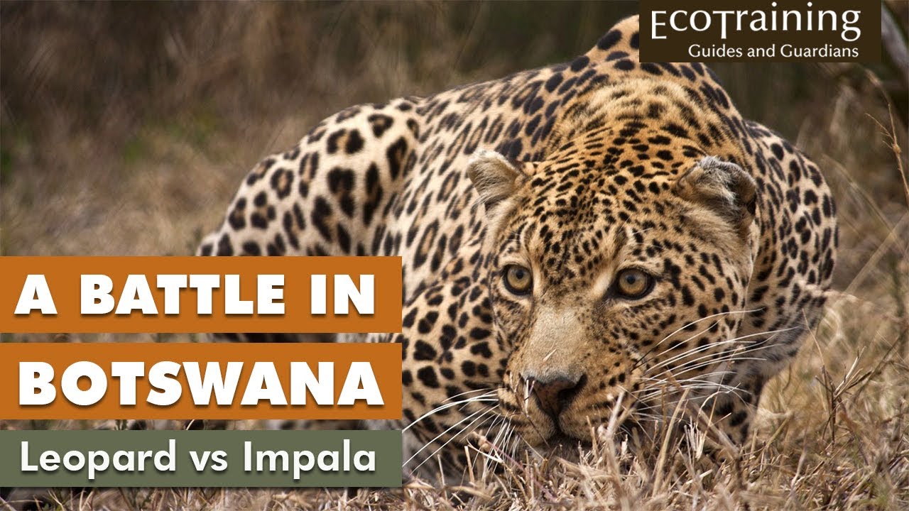 Surprise Leopard Attack | EcoTraining #Shorts