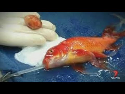 Goldfish Undergoes Life-saving Surgery REACTION!!!
