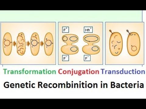 Genetic Recombination In Bacteria Three Types Two Way Vertical And Horizontal Gene Transfer Youtube