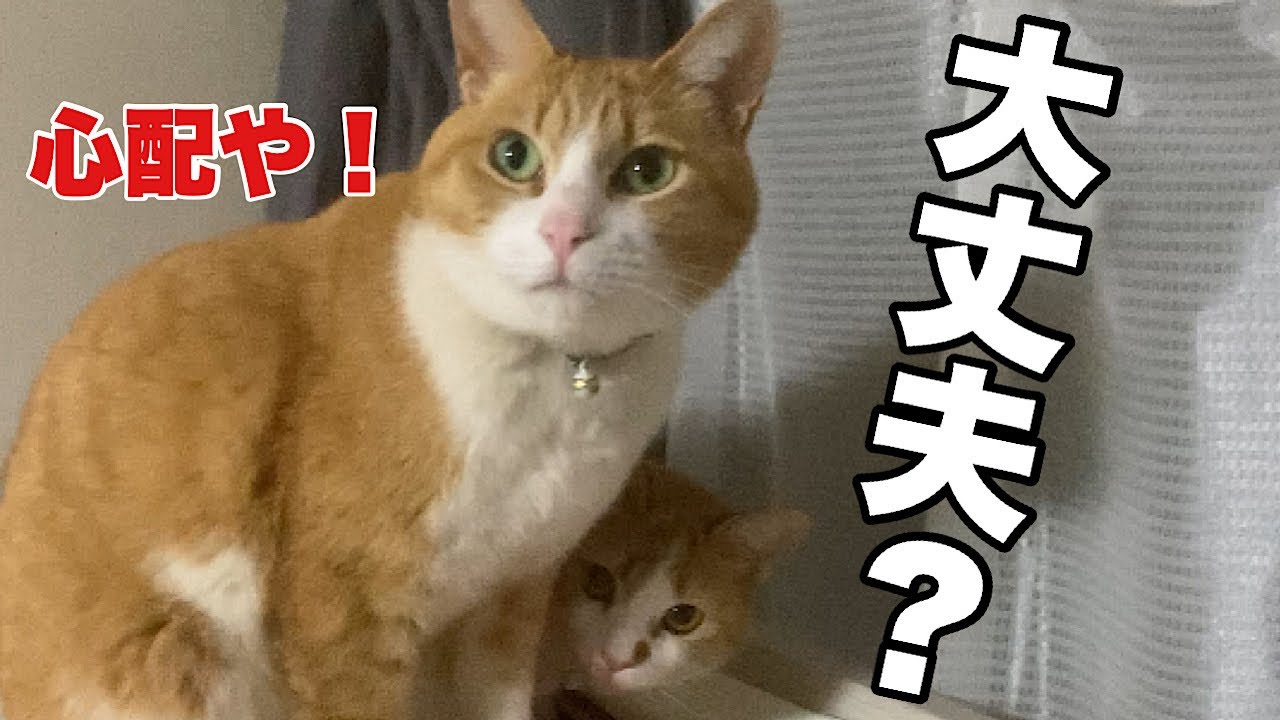 A daily video of a cat brother and sister living in the