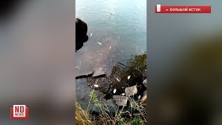 Массовая гибель рыбы в реке Исеть...