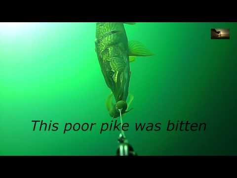 Cannibal pike
