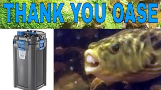 Huge Paludarium Gets Huge Filter.