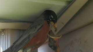 Hungry Fledgling Being Fed || American Robin