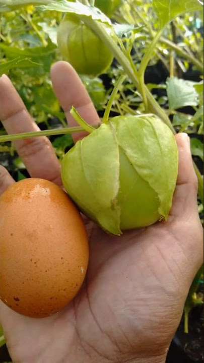 Fantastis ceplukan jumbo sebesar telur ayam #ceplukanjumbo #ceplukan