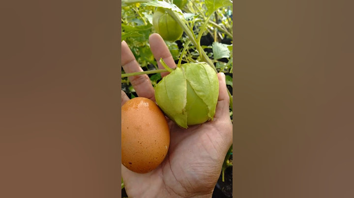 Fantastis ceplukan jumbo sebesar telur ayam #ceplukanjumbo #ceplukan