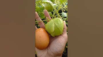 Fantastis ceplukan jumbo sebesar telur ayam #ceplukanjumbo #ceplukan