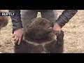 Meanwhile in Russia: Mansur the bear lives at an airfield