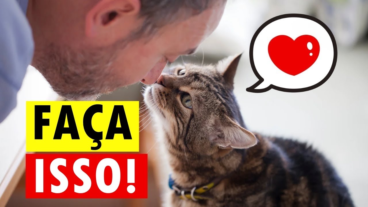8 Formas Secretas De Dizer ao Seu Gato Que Você Ama Ele! (De Um Jeito Que Ele Entenda!)