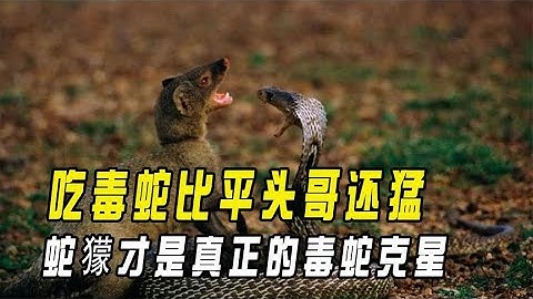 比平头哥还凶猛的蛇獴，把毒蛇当零食吃，它才是真正的毒蛇克星