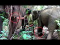 Humanity  tears fell  compassionate humans gently treat traumatic injuries to a crippled elephant