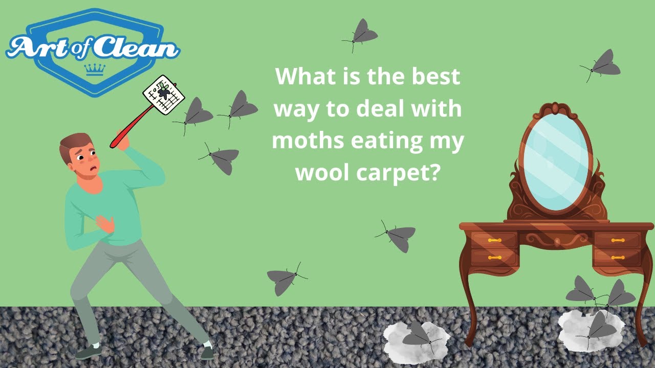 What is the best way to deal with moths eating my wool carpet? YouTube