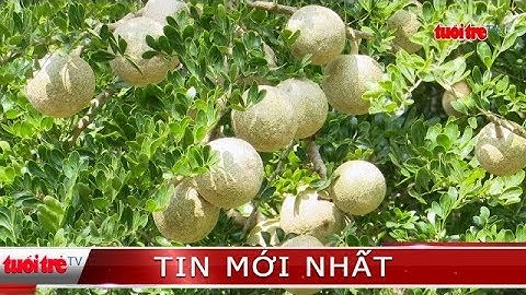 ⚡ Tin mới nhất | Miền Tây vào mùa trái Quách