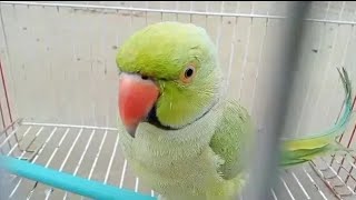 Adorable Ringneck Green Parrot