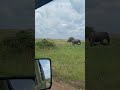 Giraffes and elephants at Maasai Mara National reserve