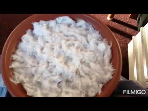 Ჩეხეთი, სააღდგომო ჯეჯილის დათესვა