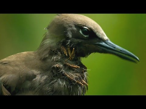 Video: A Tree That Kills Birds - Alternative View