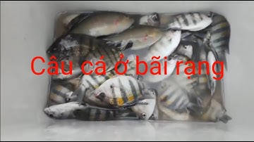 Câu cá ở bãi rạng - biển Vũng Tàu