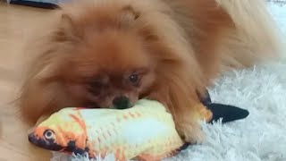 Pomeranian arguing with a Fish by Vickynga 20 views 1 year ago 1 minute, 25 seconds