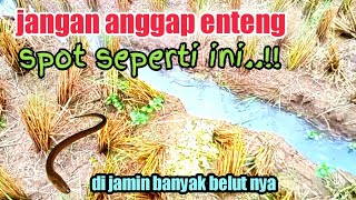 Ngurek Di Sawah Habis Panen, Ternyata Banyak Belut Nyamancing Belut