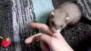 my baby ferret imora playing