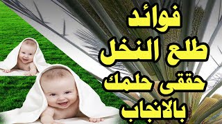 الحمل/ معجزات طلع النخل لعلاج تأخر الانجاب وزياده الحيوانات المنويه عند الرجال حتى لو صفر