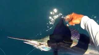 Black Marlin fin clipping for science