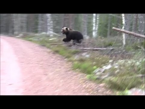 Video: Hvordan Skremme En Bjørn