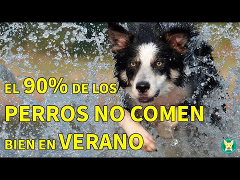 Video: Los 5 mejores consejos de preparación para el verano para perros