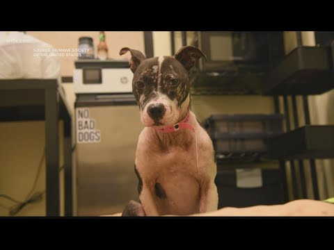 Video: URGENT POTŘEBA: Záchrana od psa bojový prsten - Murdock potřebuje domov!