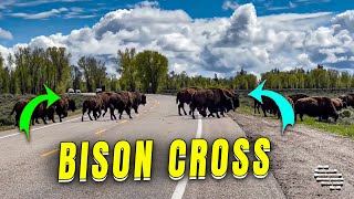 Bison Herd Crosses Yellowstone National Park Road