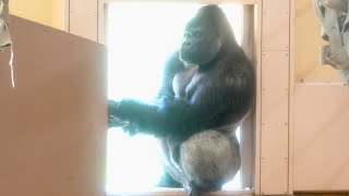 Silverback refuses to go to breakfast.｜Shabani Group