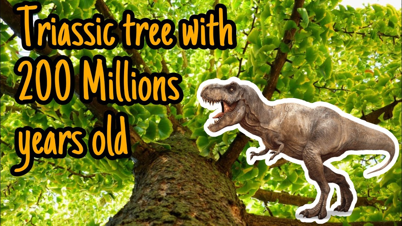 Triassic tree with 200 million years | The last oldest tree in the ...