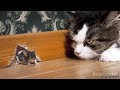 la historia del ratón 🐭🐭 y el gato 🐱🐱🐱