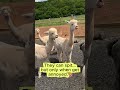 Alpacas Hum... Listen to this 👀.