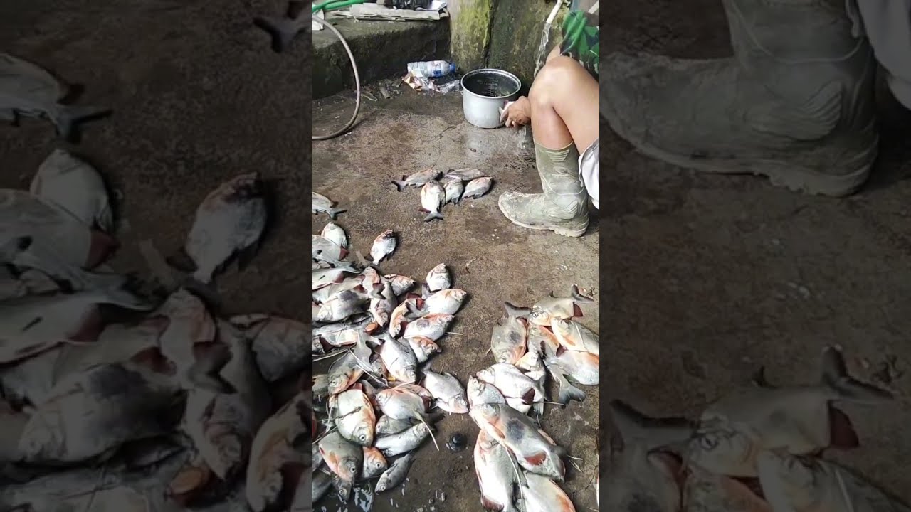 Ikan Bawal Dan Nila Korban Hari Ini