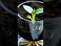 Calendula seed to orange bloom — full growth timelapse in a clear pot🌿🟠