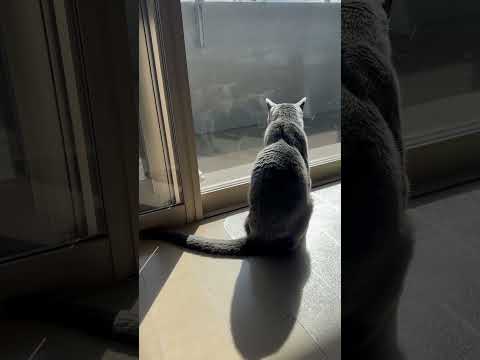 ウィルの毎日 469 午後はひなたぼっこの季節。 #ロシアンブルー #RussianBlue