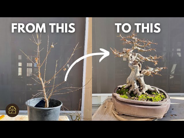 How to Turn a 3-Year-Old Tree to 25-Year-Old Bonsai class=