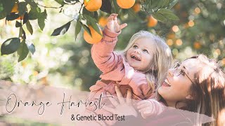 ORANGE HARVEST + GENETIC BLOOD TEST UPDATE