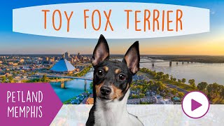 Toy Fox Terrier Fun Facts by Petland Memphis 32 views 3 months ago 43 seconds