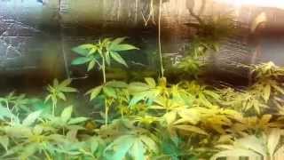 Querkle & Purple Kush Pt2